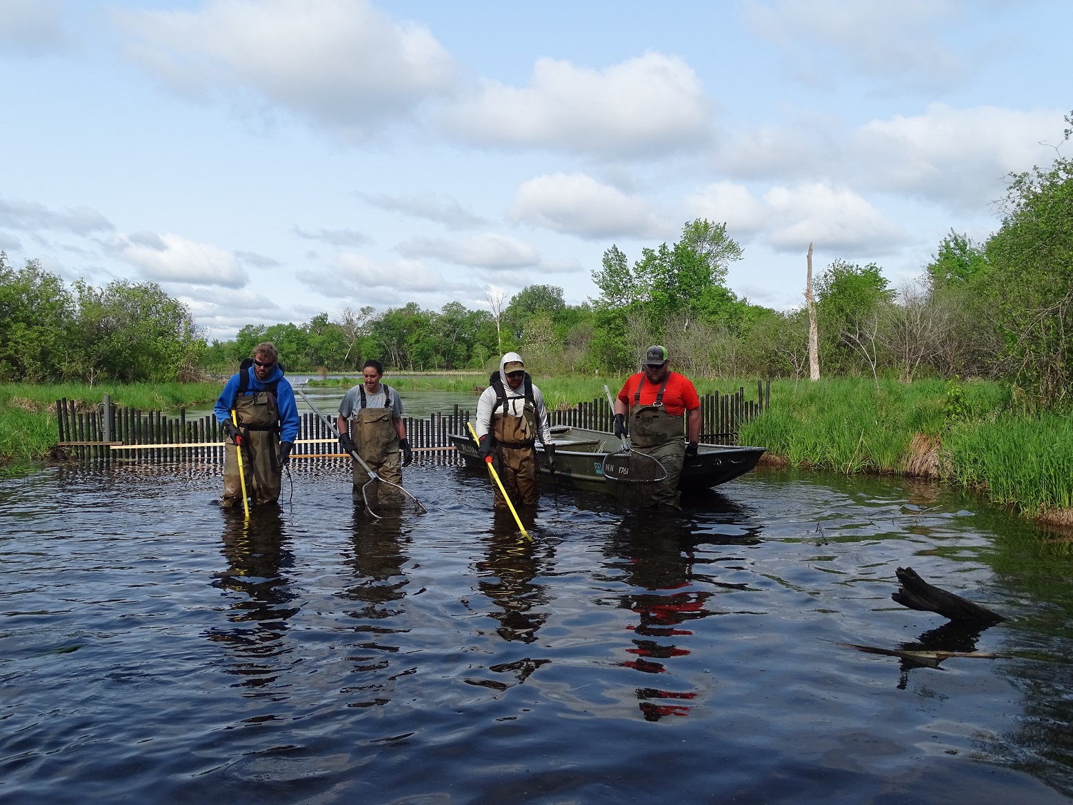 Image slide of Carp harvest at Deep Channel in 2023.