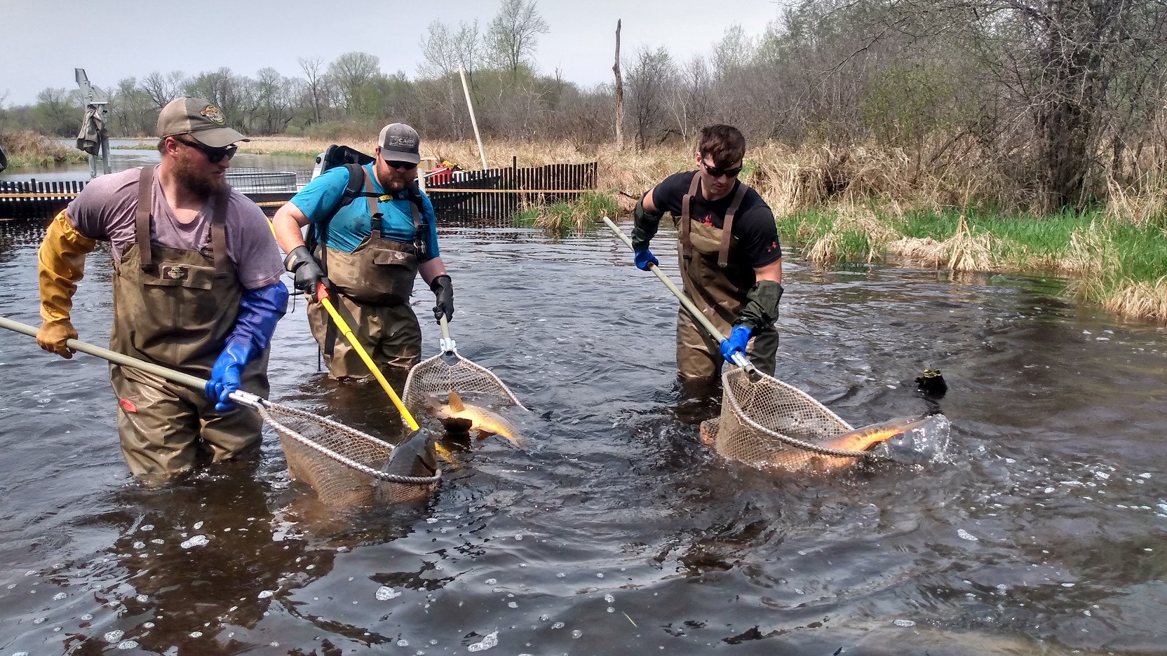 Image slide of Carp removal in 2022.