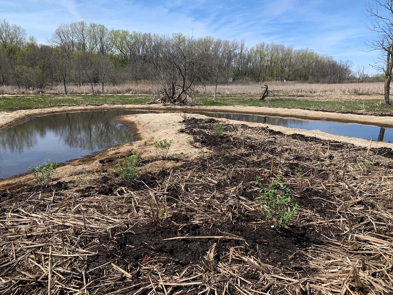 Image slide of Meander planting
