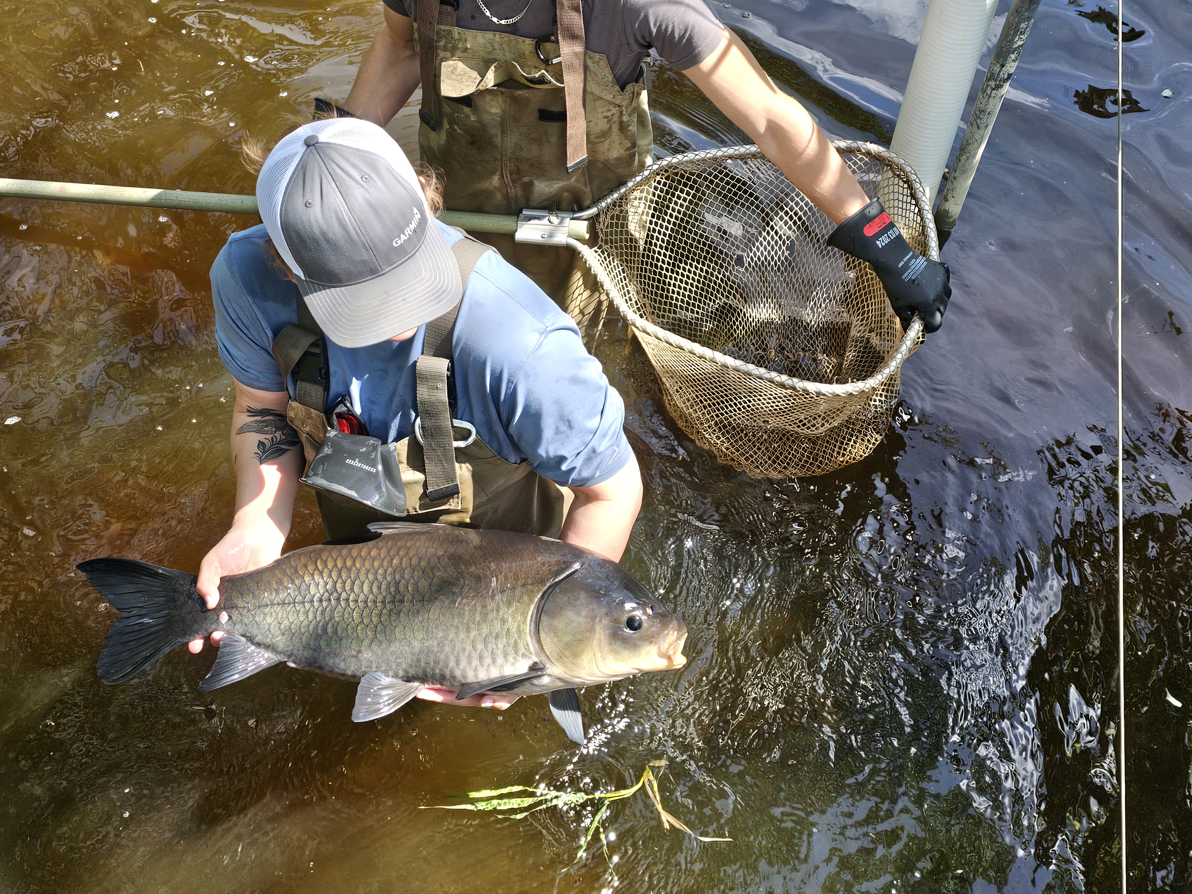 Image slide of Releasing a native bigmouth buffalo in 2024, a fish often confused with invasive carp.
