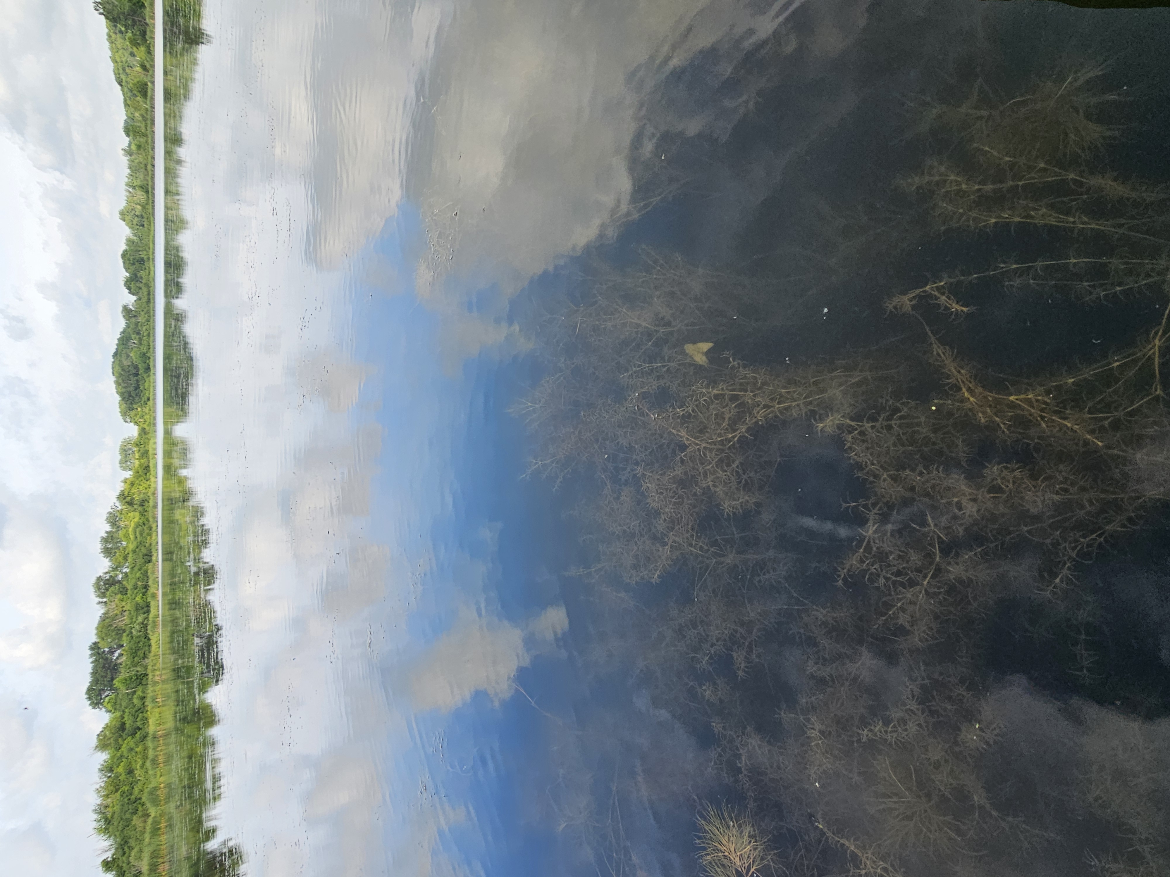 Image slide of Native Sago pondweed and Southern naiad seen in abundance, July 2025.