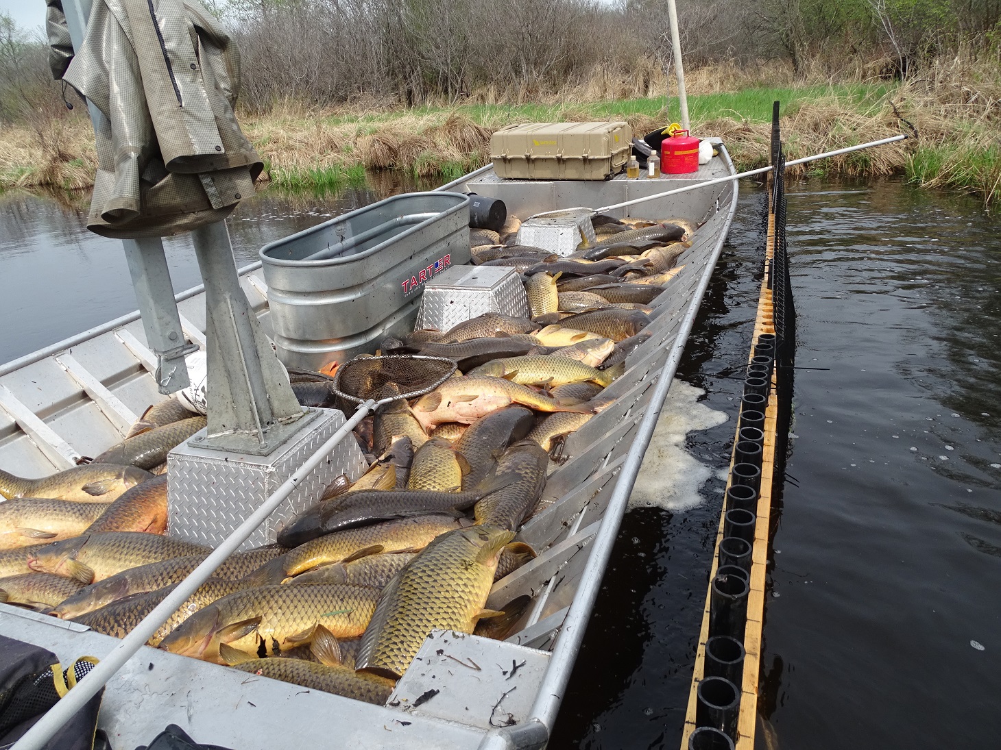 Image slide of Carp removal in 2022.