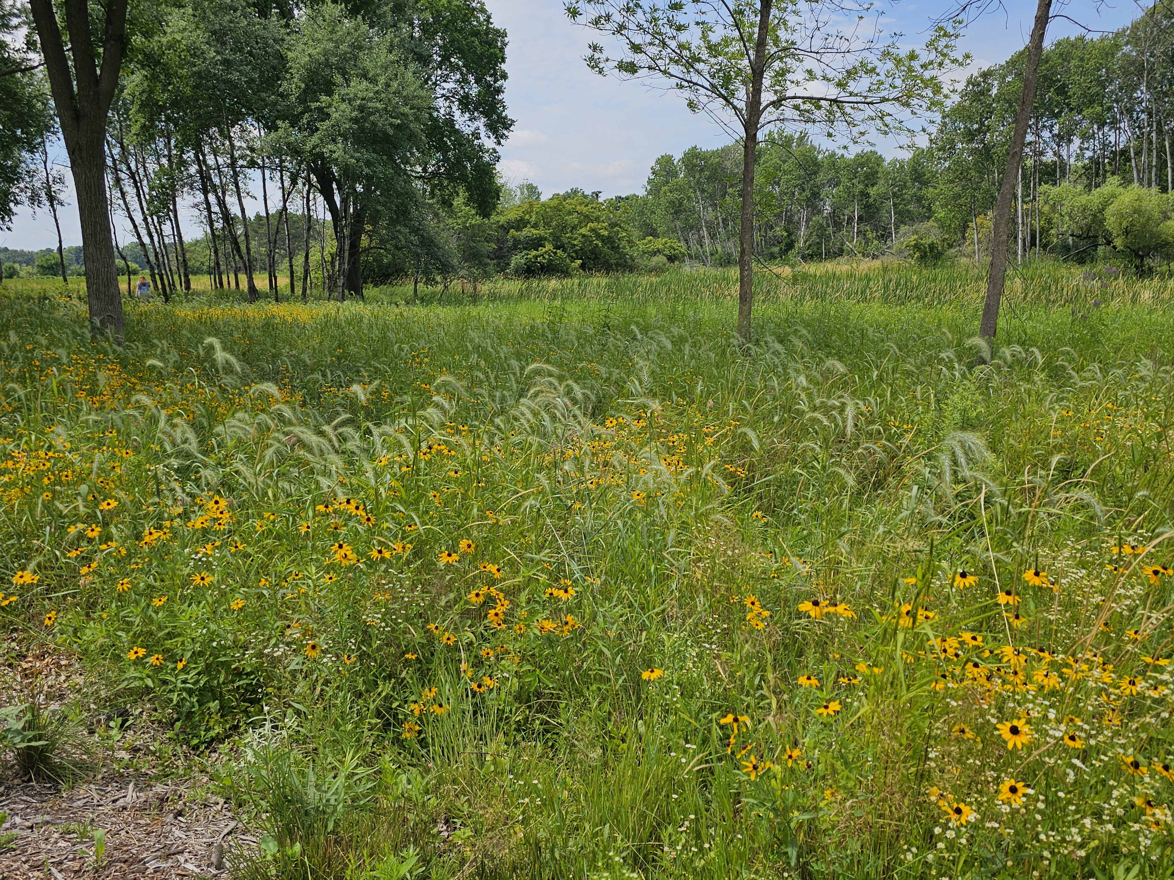 Image slide of The wetland in bloom, summer 2025.