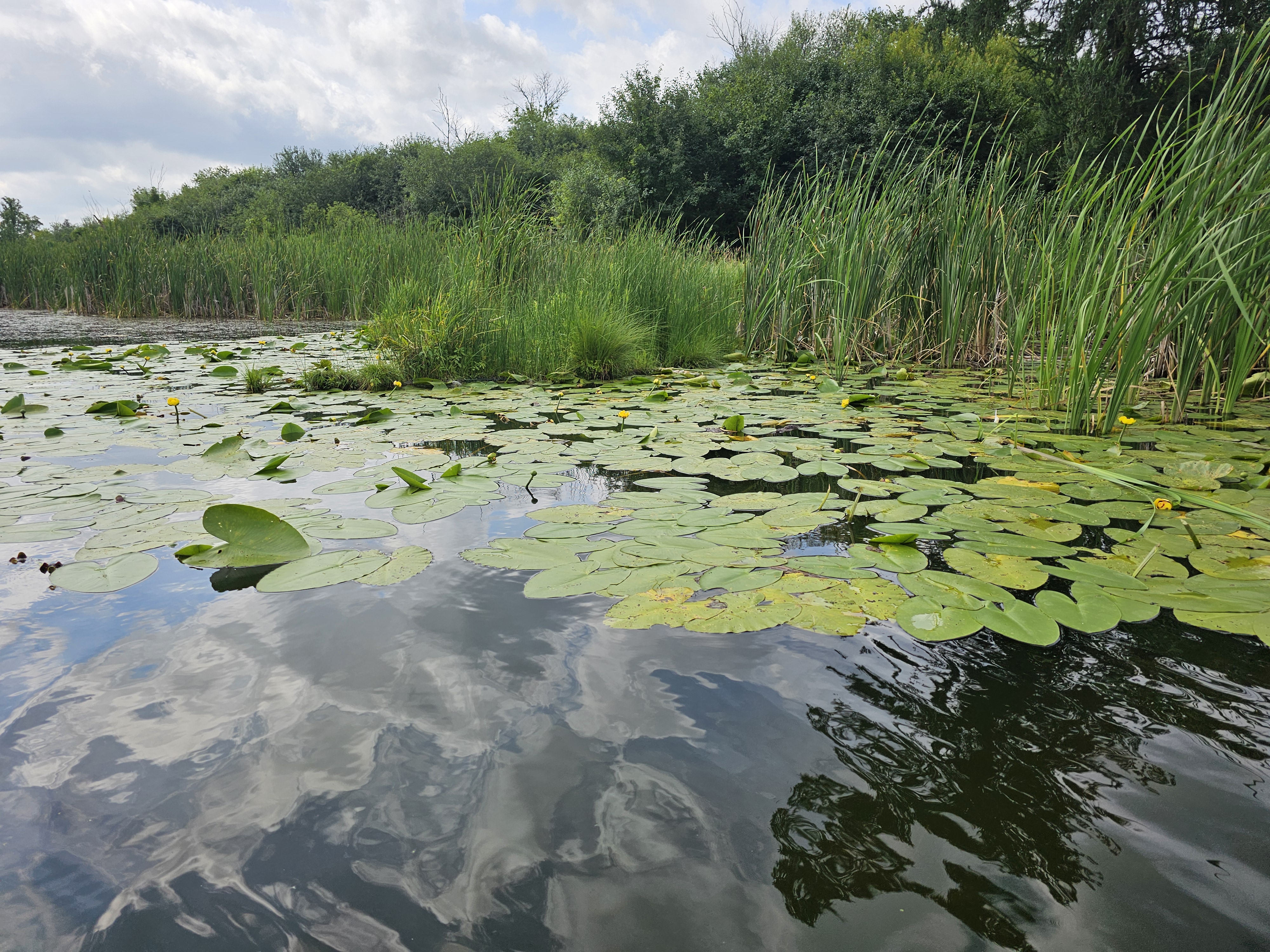 Image slide of VLAWMO and RCSWCD staff conducted an aquatic vegetation survey in July 2025. Native vegetation is responding well, with no invasive species detected.
