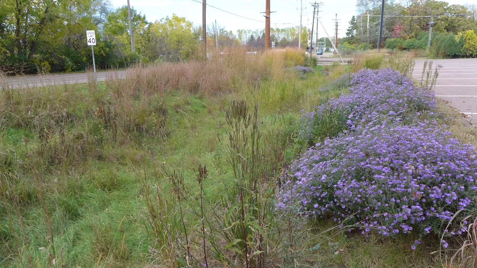 Image slide of Mature planting in fall 2017