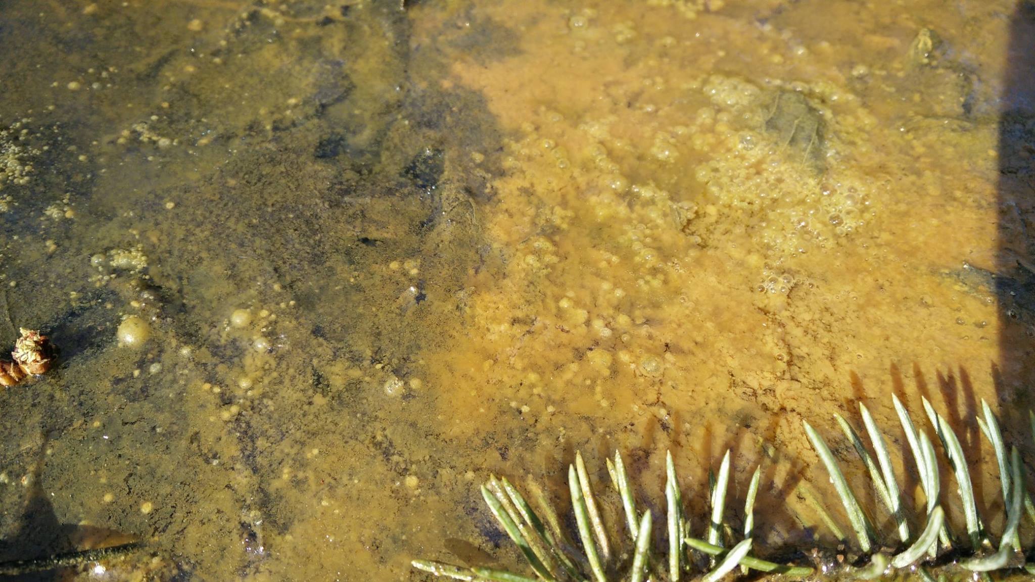 wetland slime 2.jpg