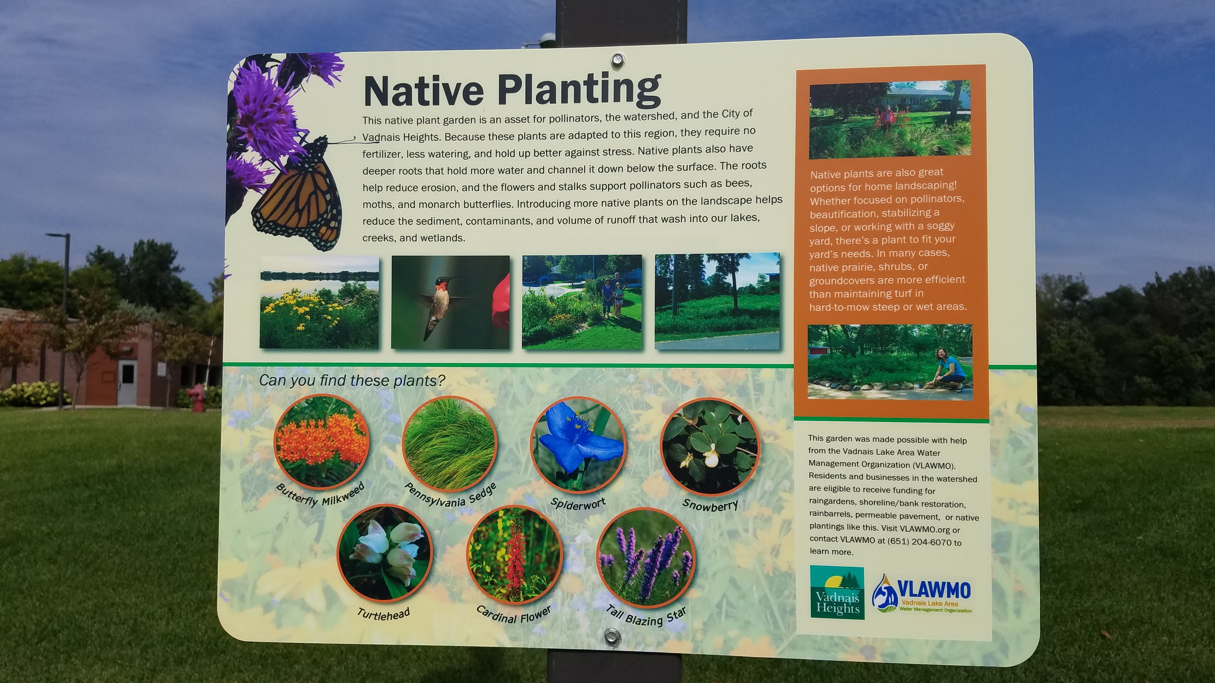 VH native planting commons.jpg