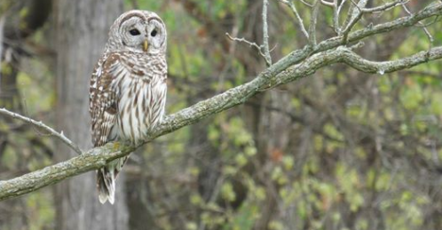 barred owl.png