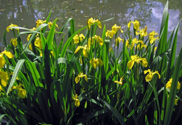 yellow iris u of m.jpg