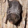 Faces of Wetlands: Silver-haired Bat