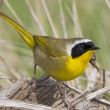 Faces of Wetlands: Common Yellowthroat