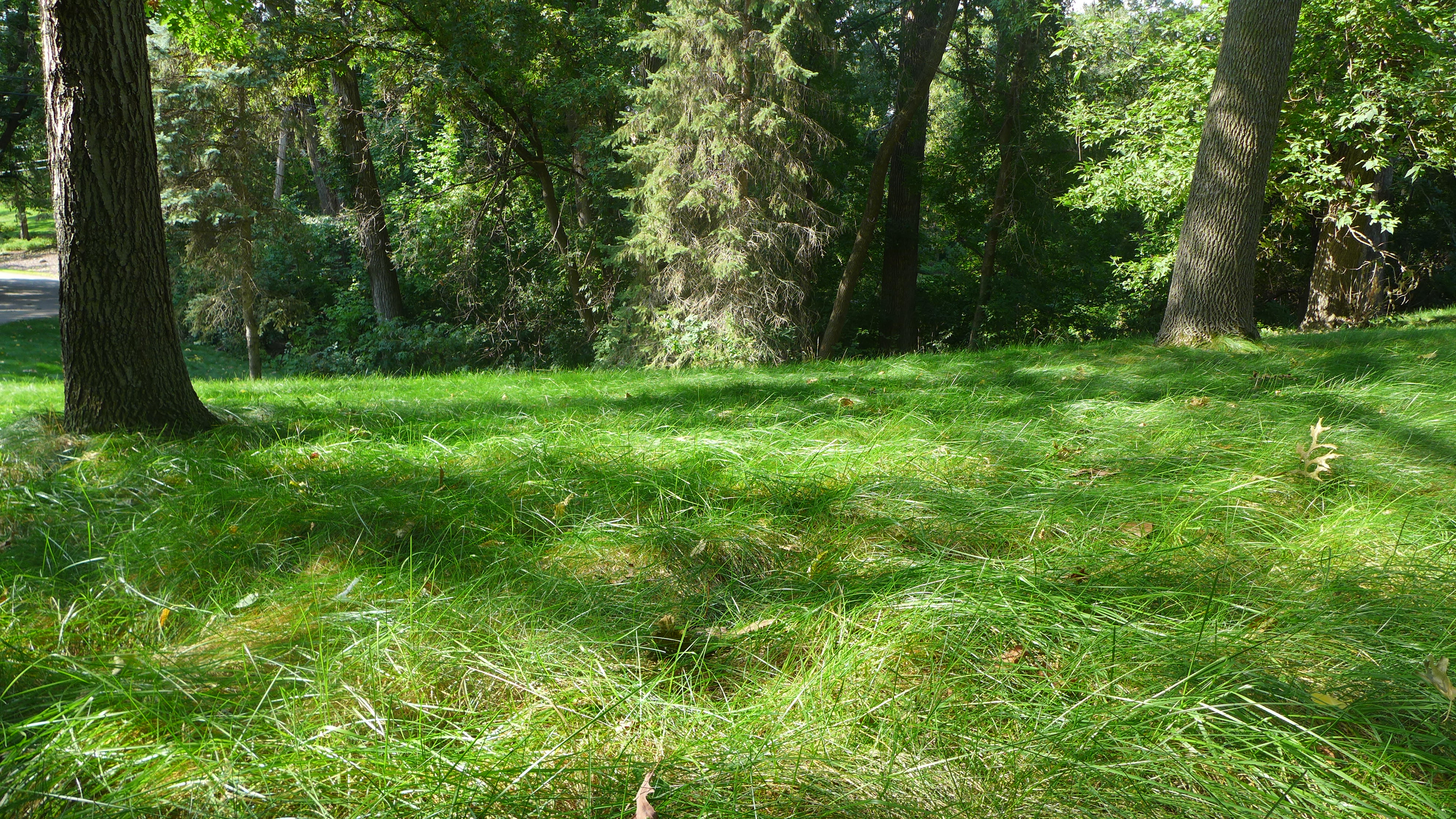 Fescue (2).JPG