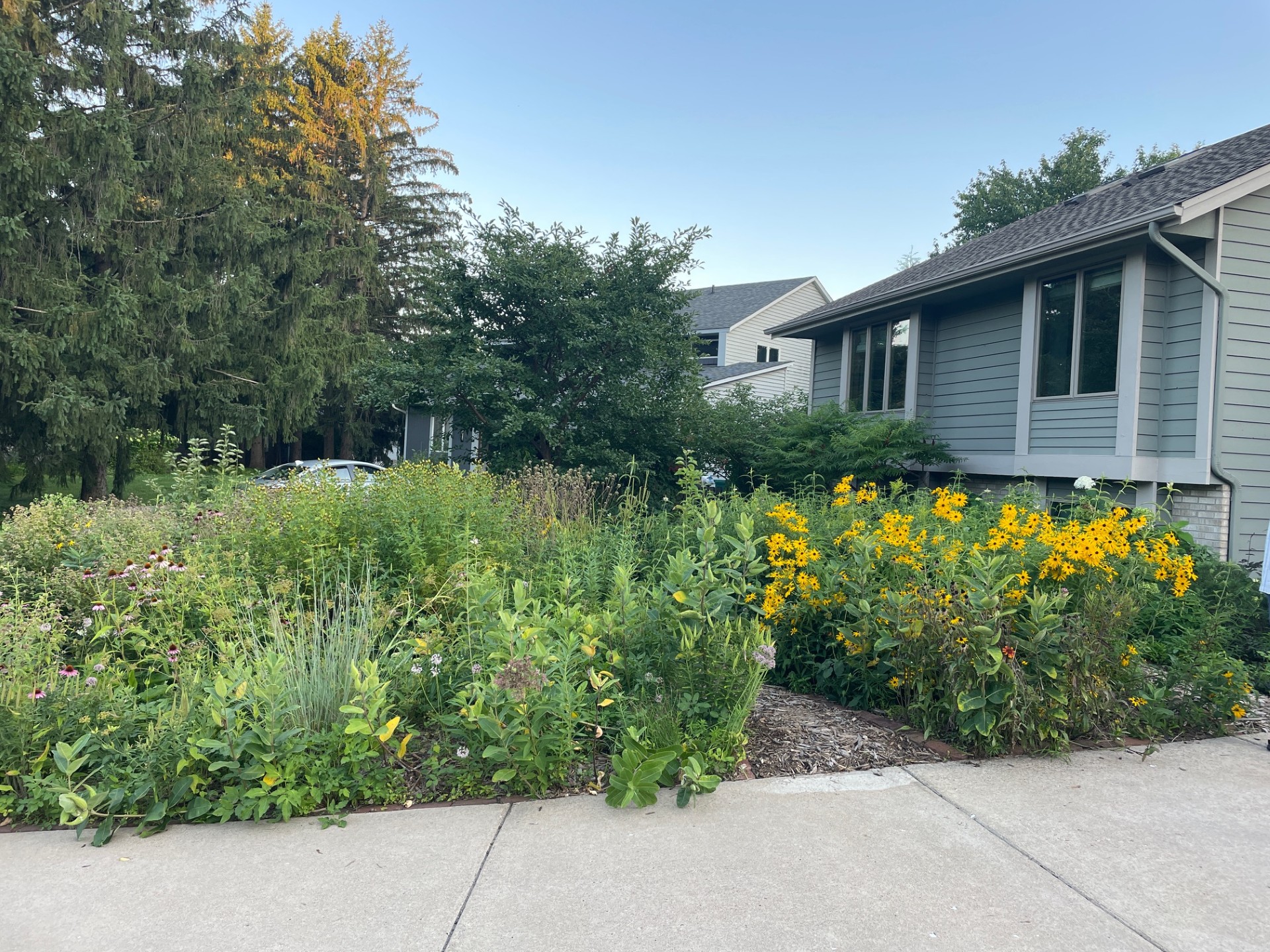 GS_front yard_native plants.jpg