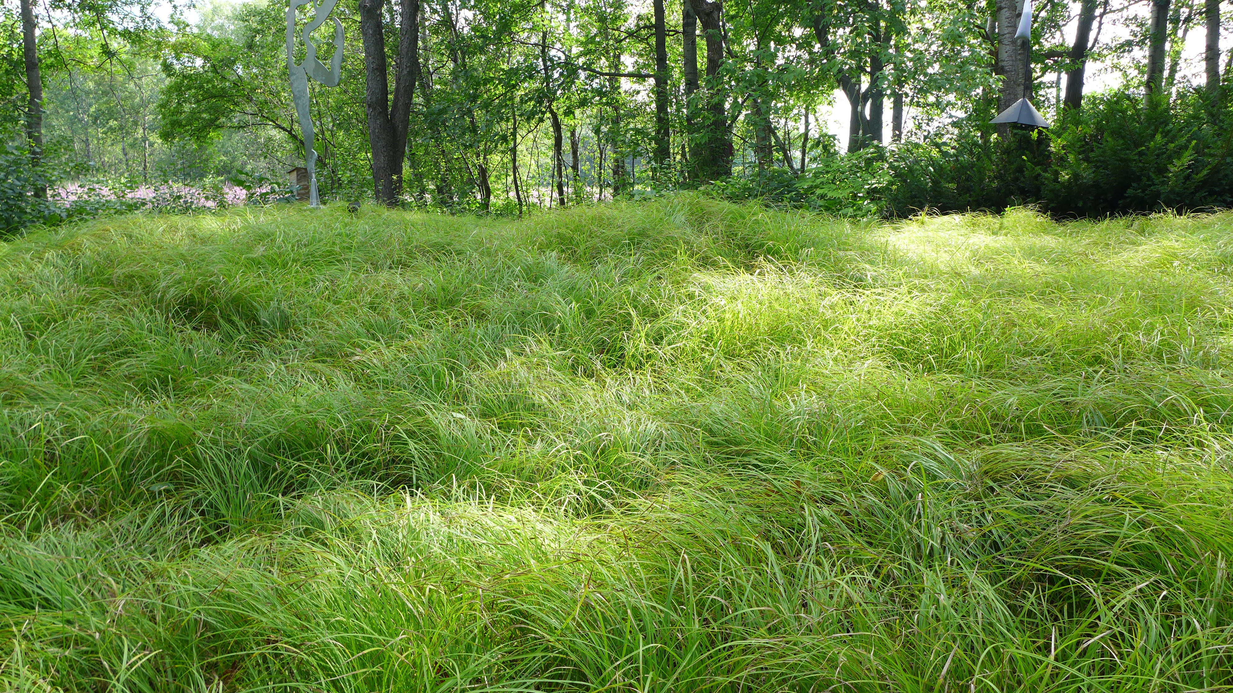 Fescue lawn.JPG