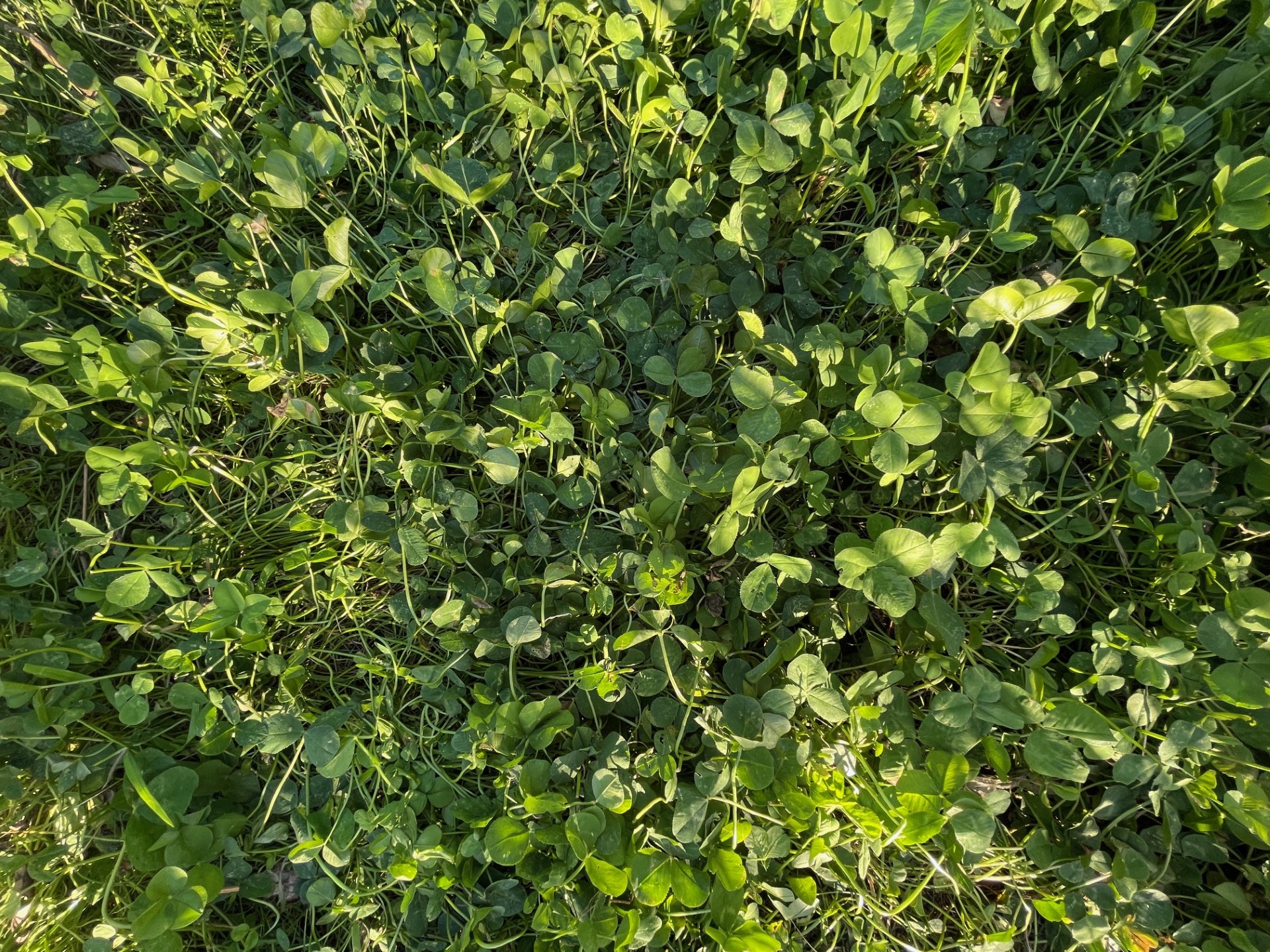 Bee lawn up close.jpg