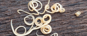 roundworm 2 - claire benson blog.png