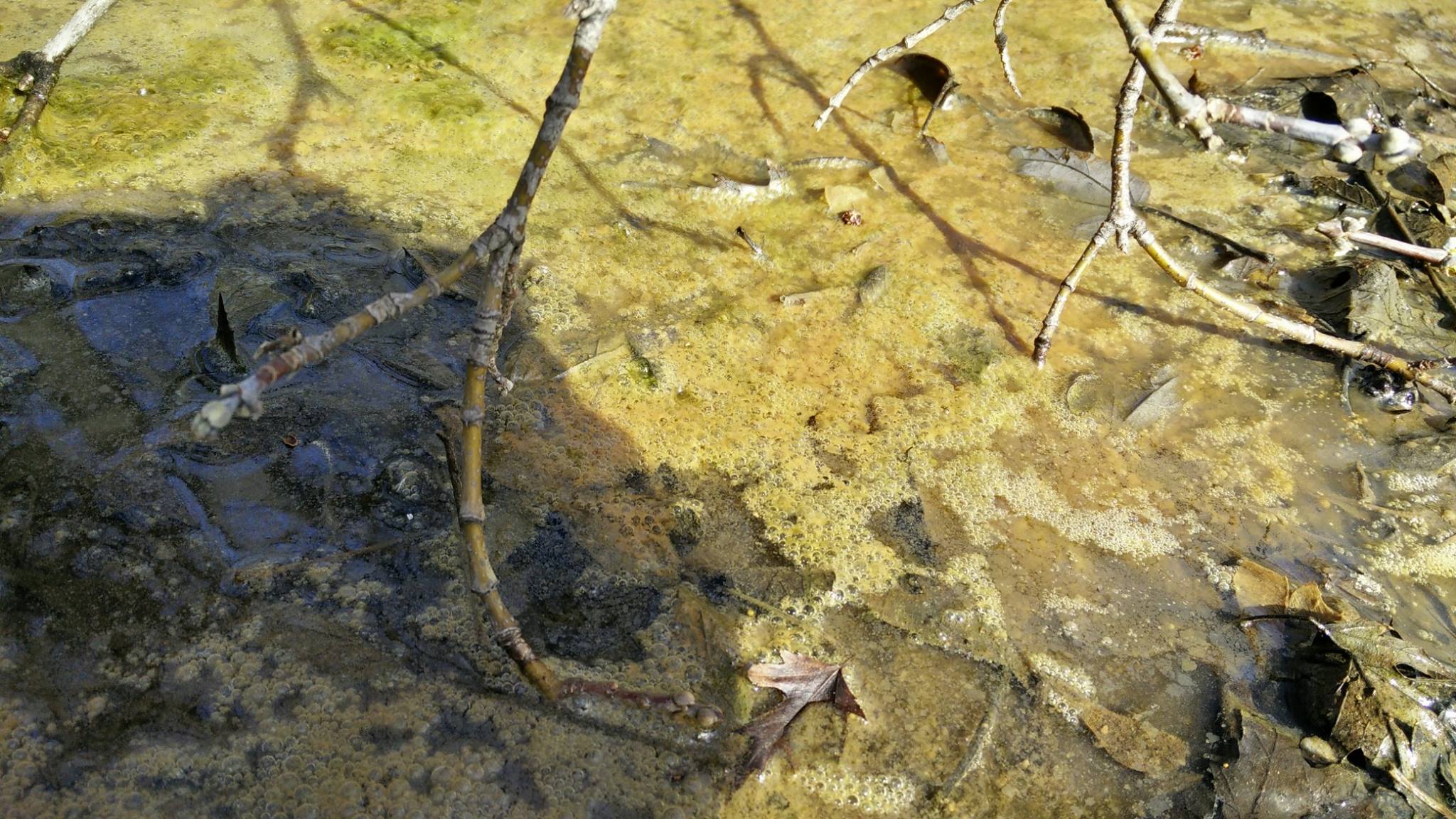 wetland slime 3.jpg