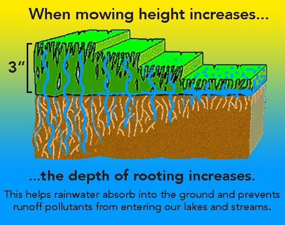 mowing height.jpg