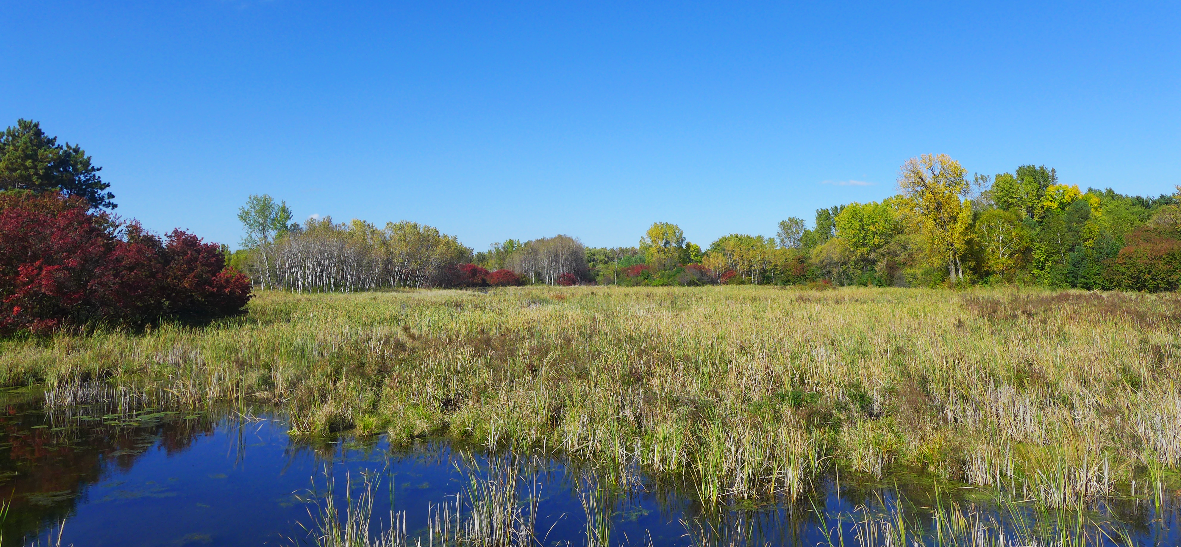 Birch Lake Wetland - Fall.png