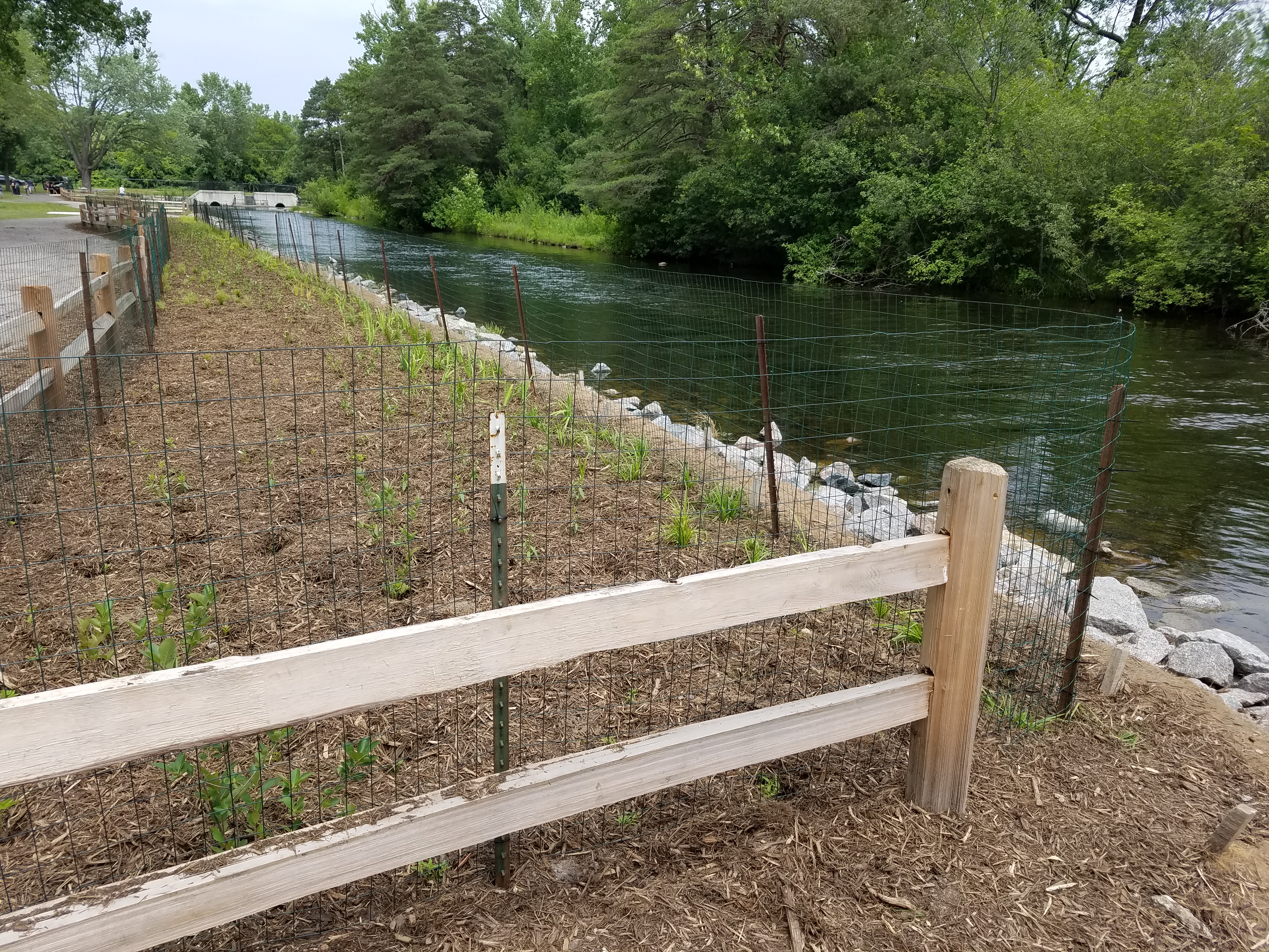 Sucker planting fenced 7-11-18.jpg