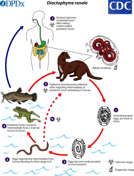 Otter Parasites Diagram -Claire Benson Blog.png