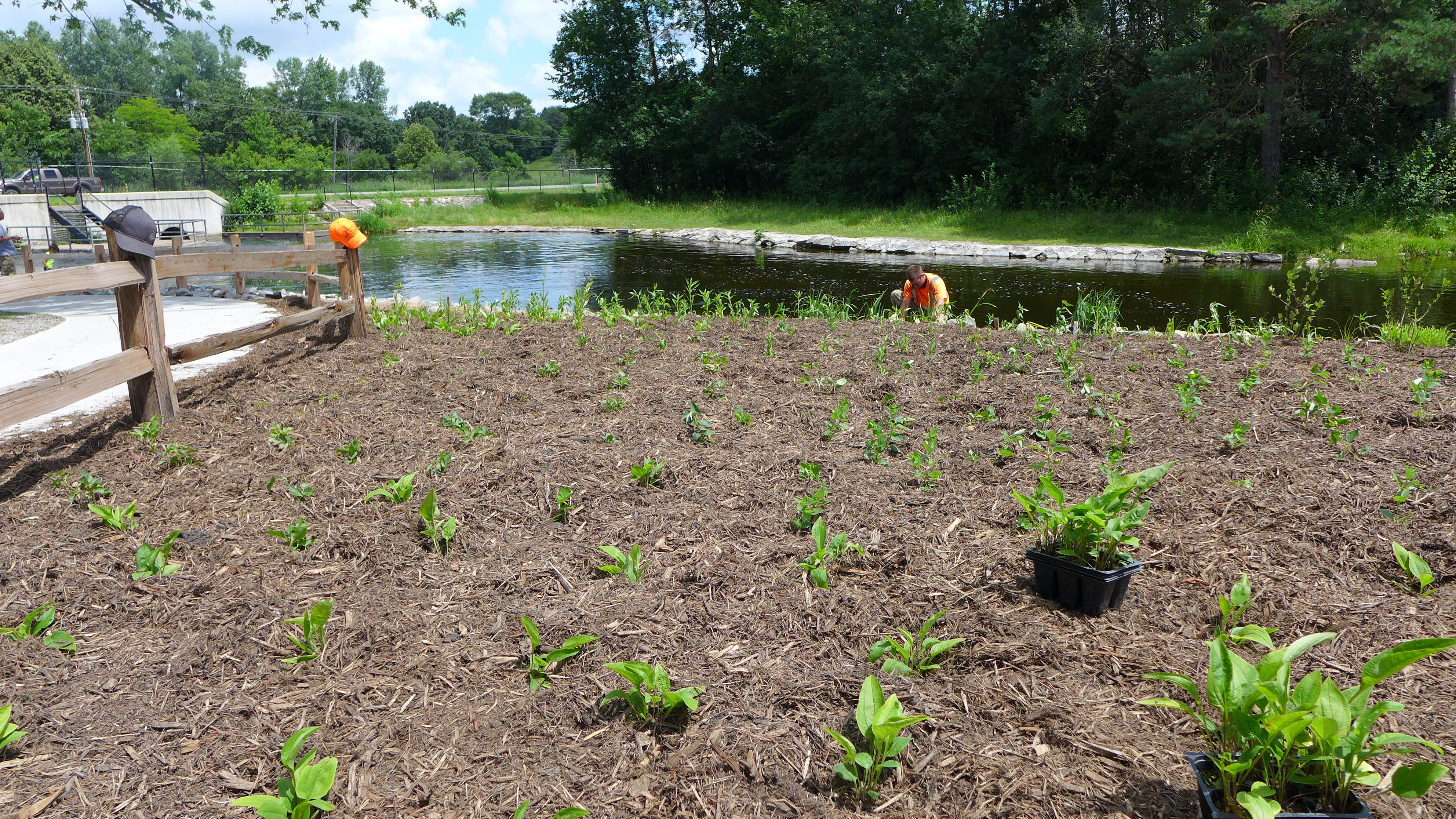 Sucker planting 6.JPG