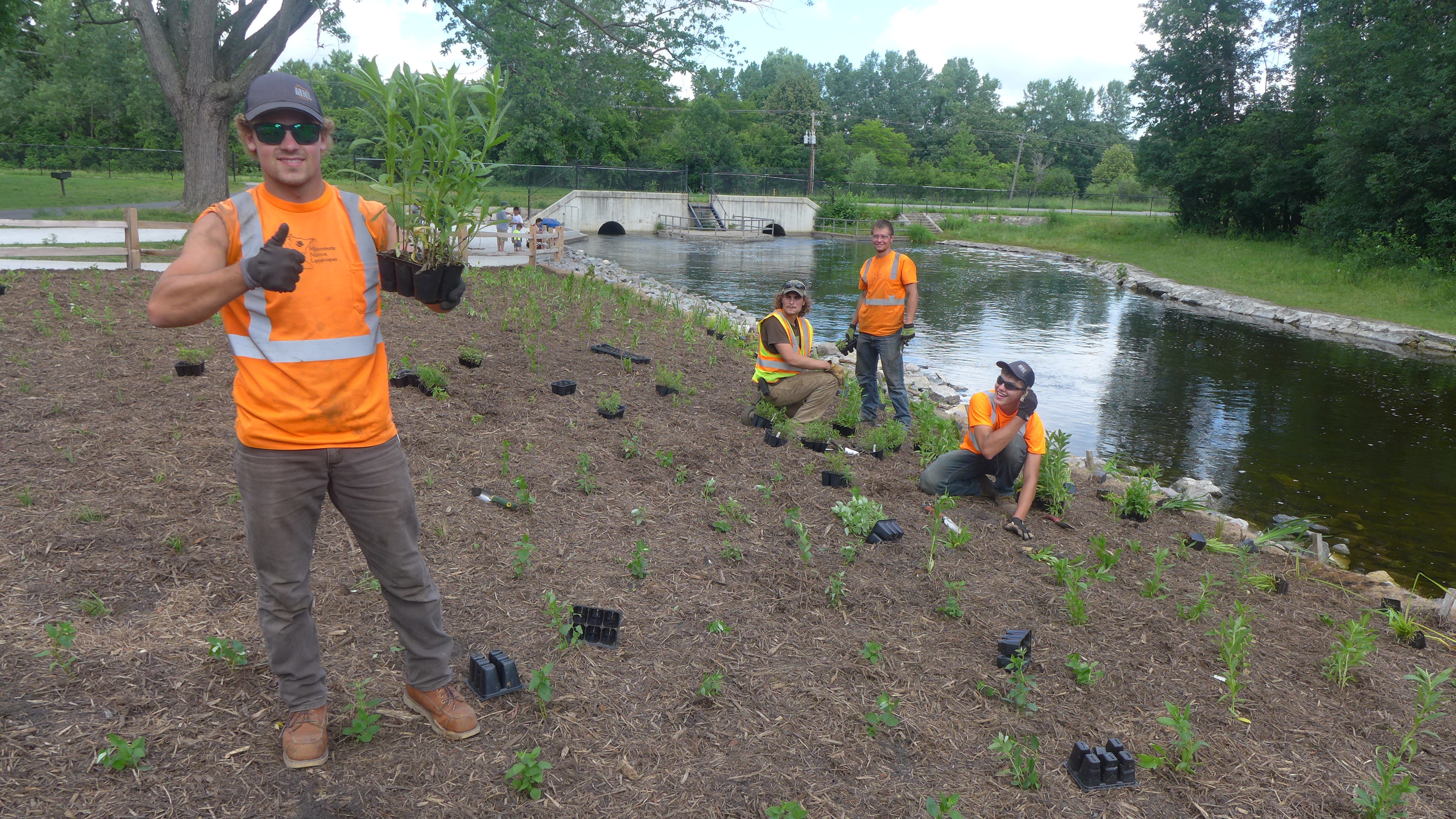 Sucker planting 15.JPG