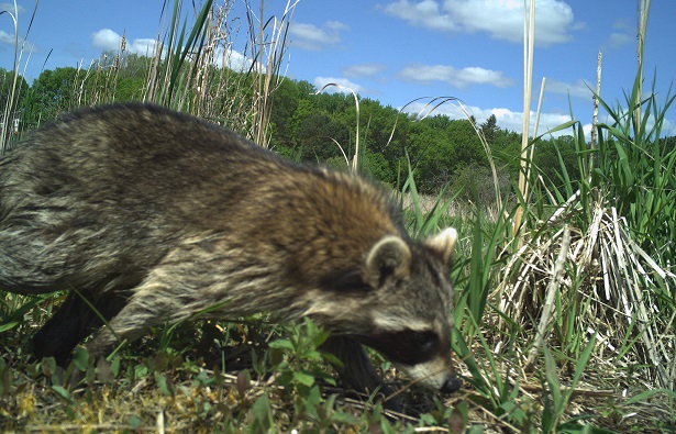 racoon thumbnail.jpg