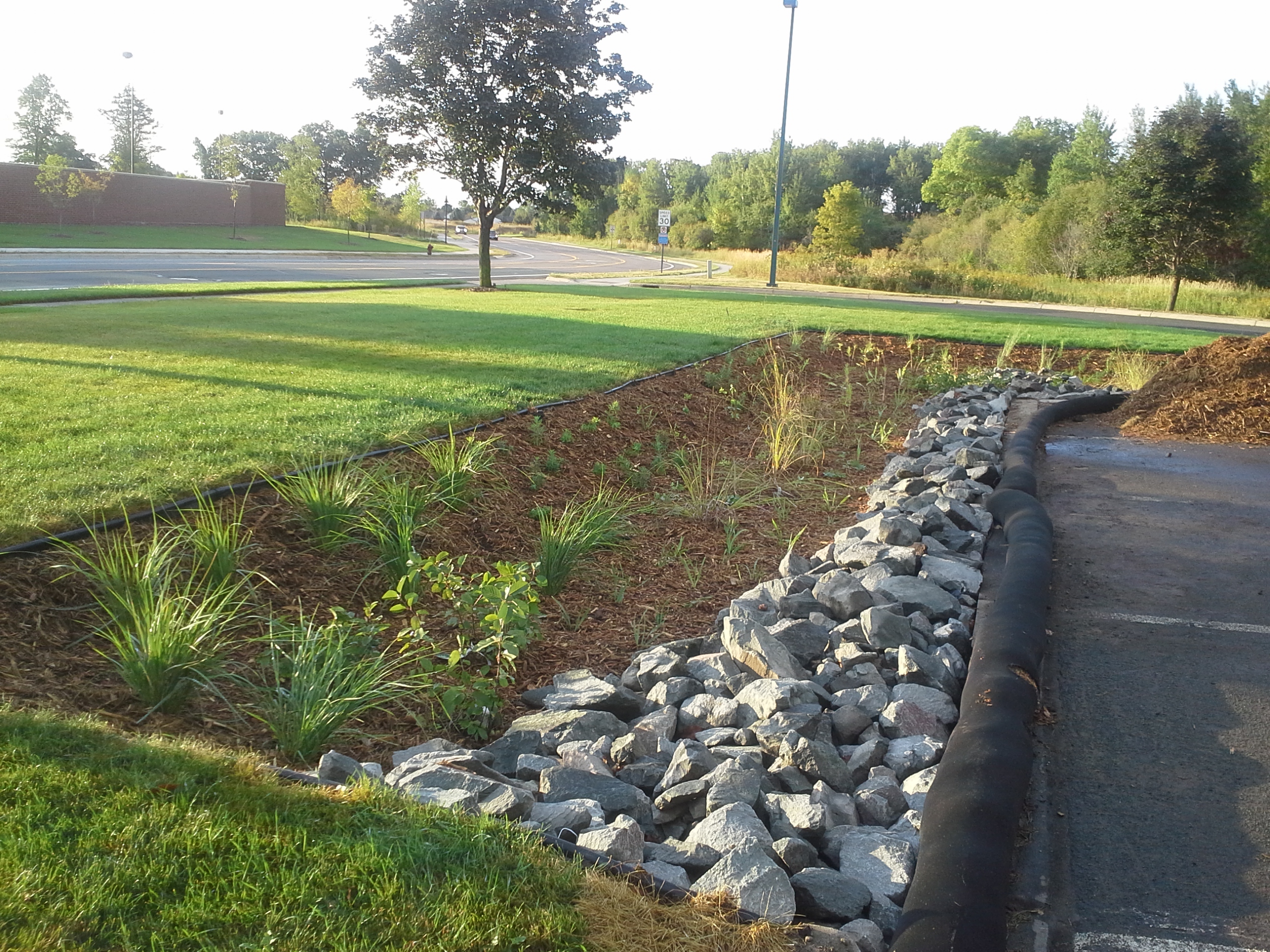 newly planted