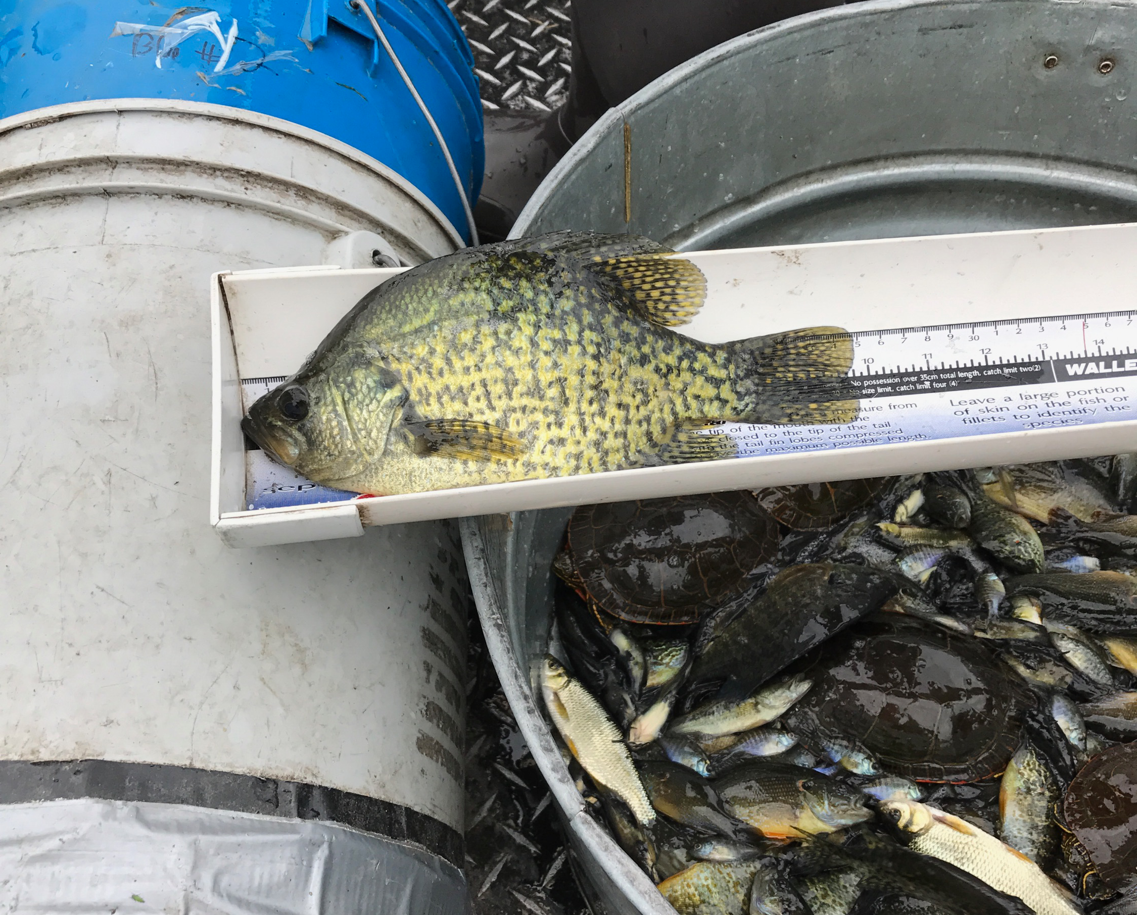 Goose crappie.png