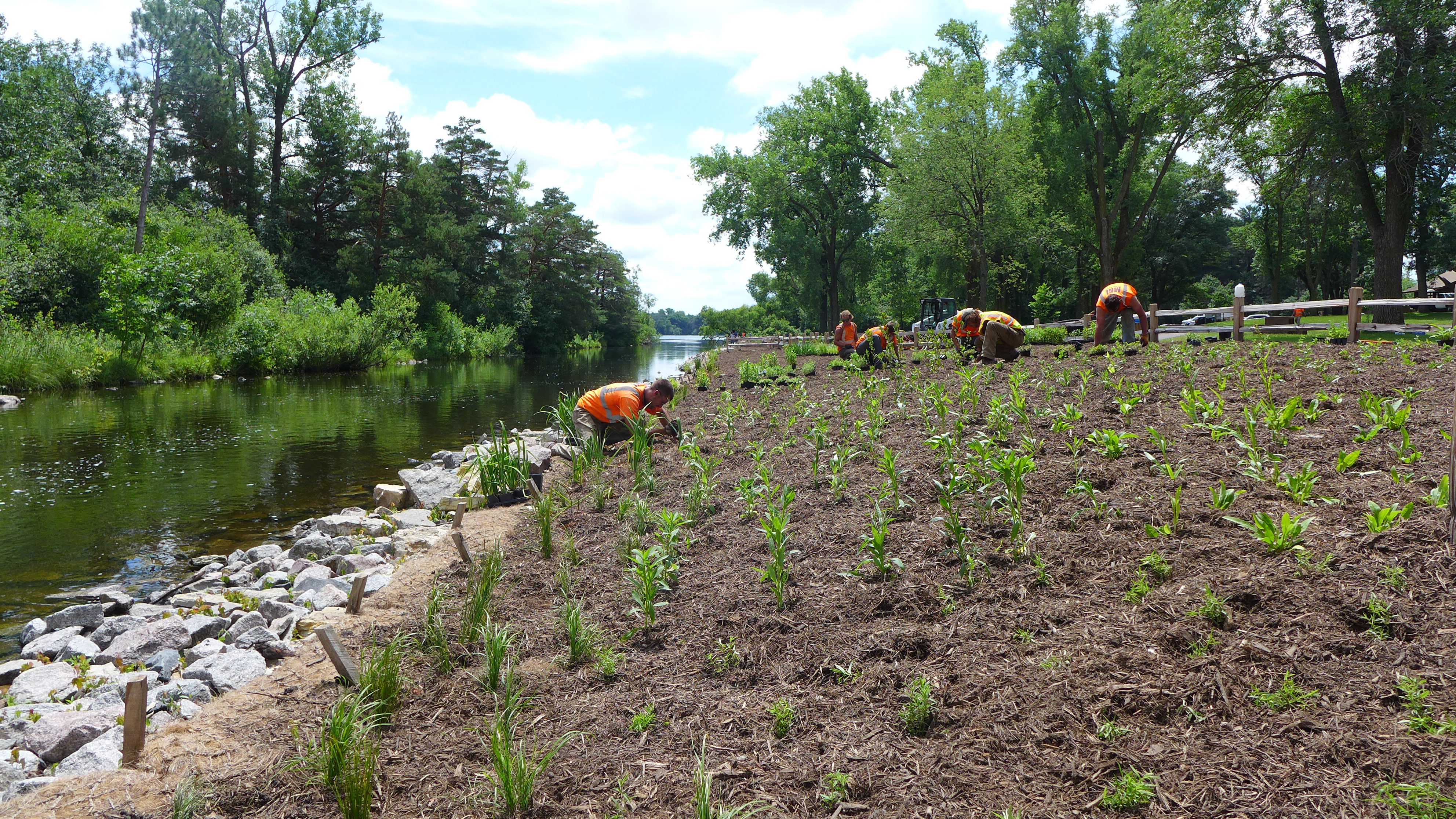 Sucker planting 7.JPG