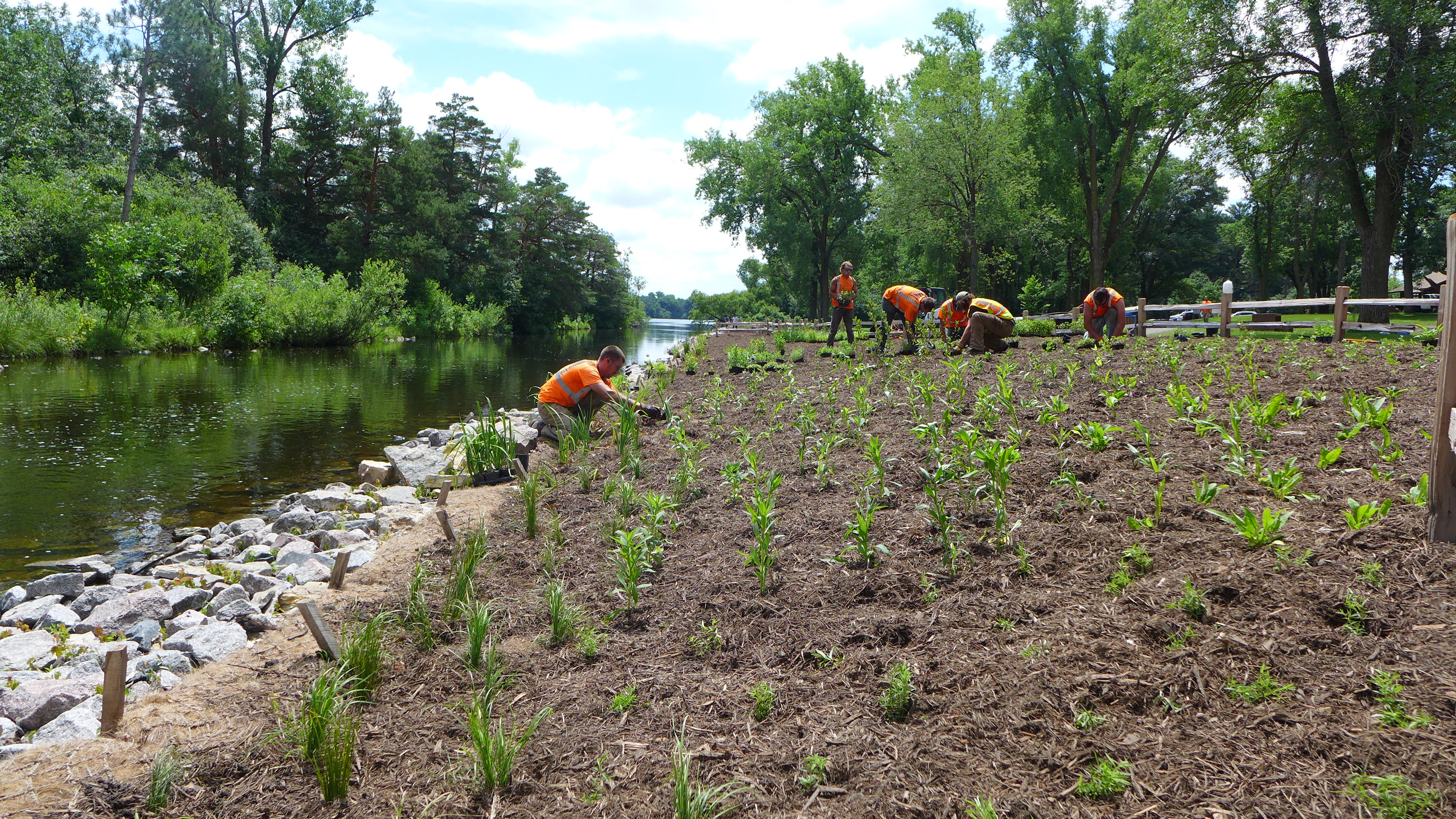 Sucker planting 9.JPG