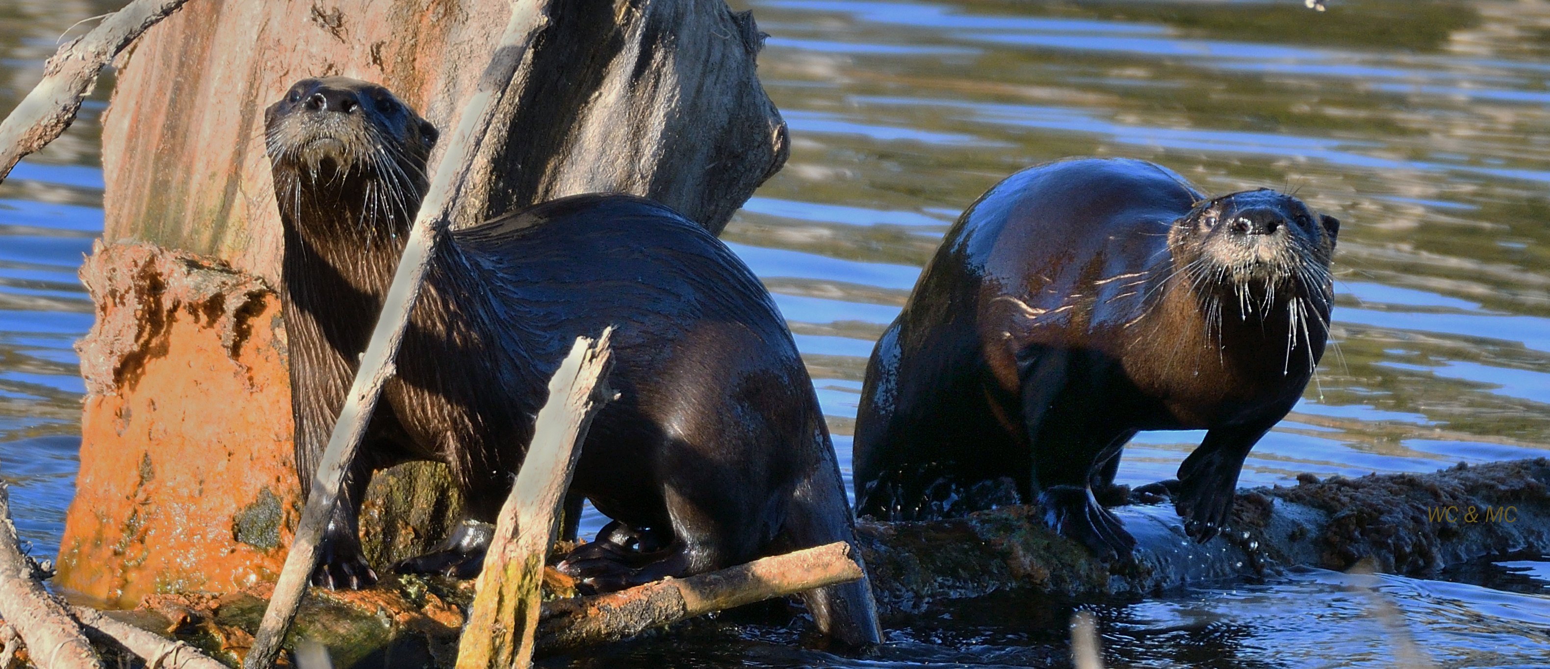 otters cropped for web.png