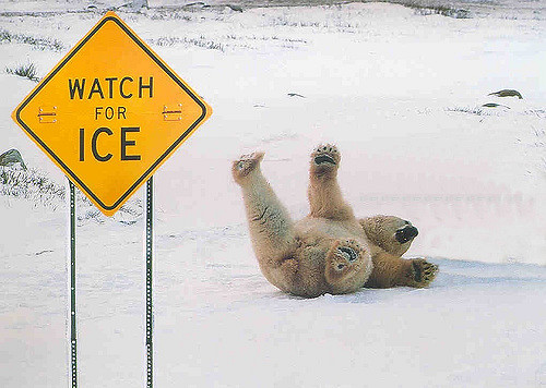 polar bear watch for ice.jpg