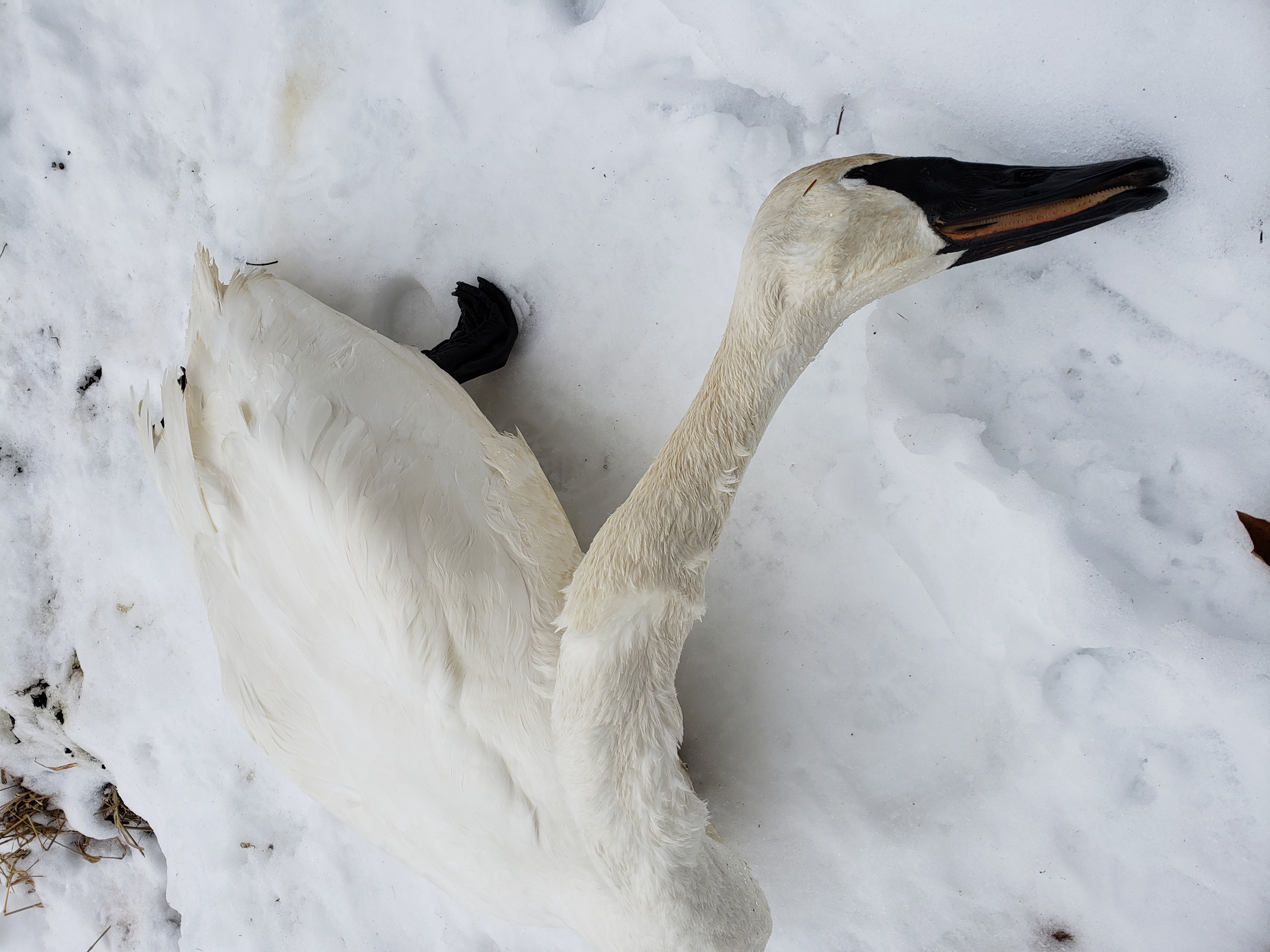 Dead trumpeter swan at Sucker Channel