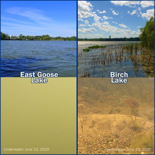 birch goose comparison above below water 2.jpg