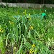 Beyond Appearances: Invasive Yellow Iris