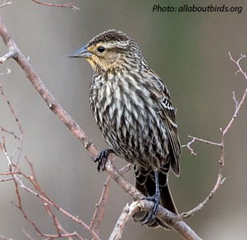 red_winged_blackbird female-cited.png