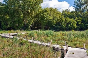 Wetlands