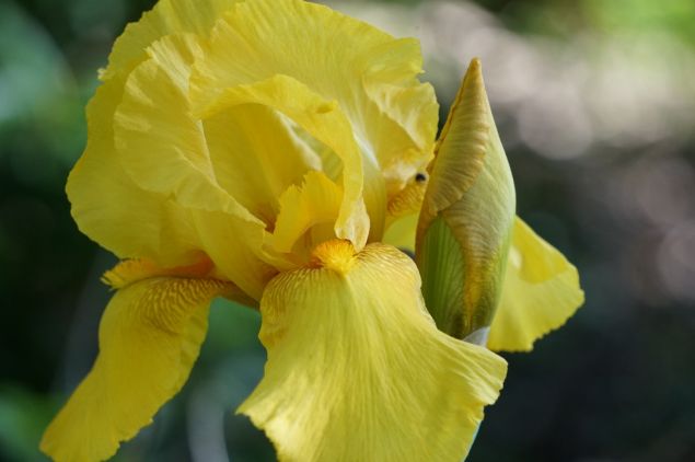 Bearded Iris Clemson U.jpeg