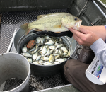 Goose and Wilkinson Fish Surveys