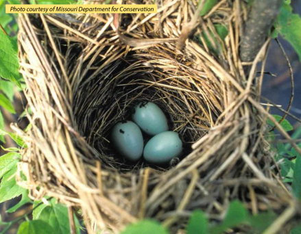 red-winged_blackbird_eggs_nest-cited.png