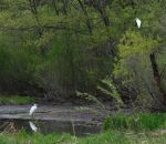 Vadnais/Sucker Park Wetland Restoration