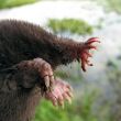 Faces of Wetlands: Star-nosed Mole