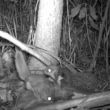 Faces of Wetlands: Flying Squirrel