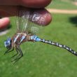 Faces of Wetlands: The Dragonfly