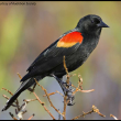 VLAWMO Wildlife: Red-winged Black Birds