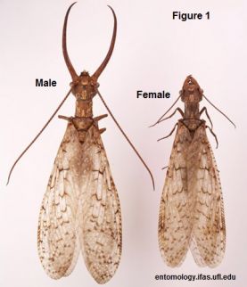 eastern_dobsonfly07.jpg