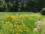 Shoreline Restoration 