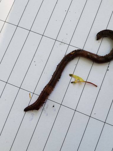 invasive jumping worm 2.jpg